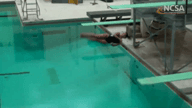 Video of 2016 Training 1M