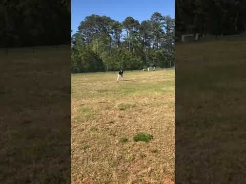 Video of Trey Rockey 2021- Fielding and Throwing Video April 2020