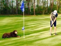 Dodj Watson Men's Golf recruiting profile image