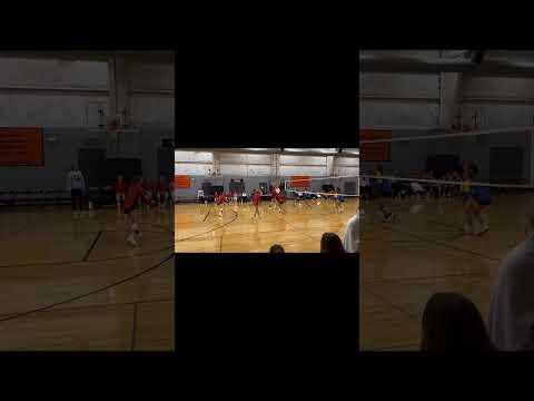 Video of 11 - Setter - Orange