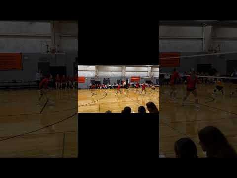 Video of 11 - Setter - Orange