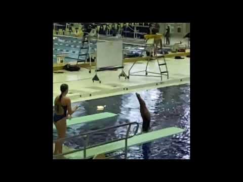 Video of Diving - three month update 