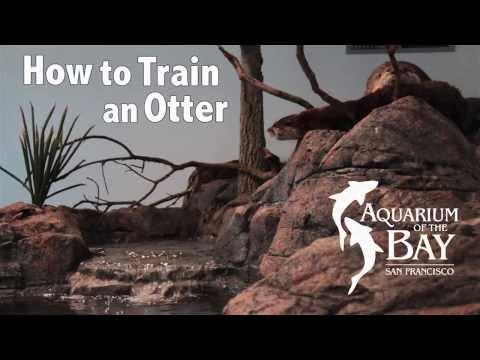 Video of How to train an otter